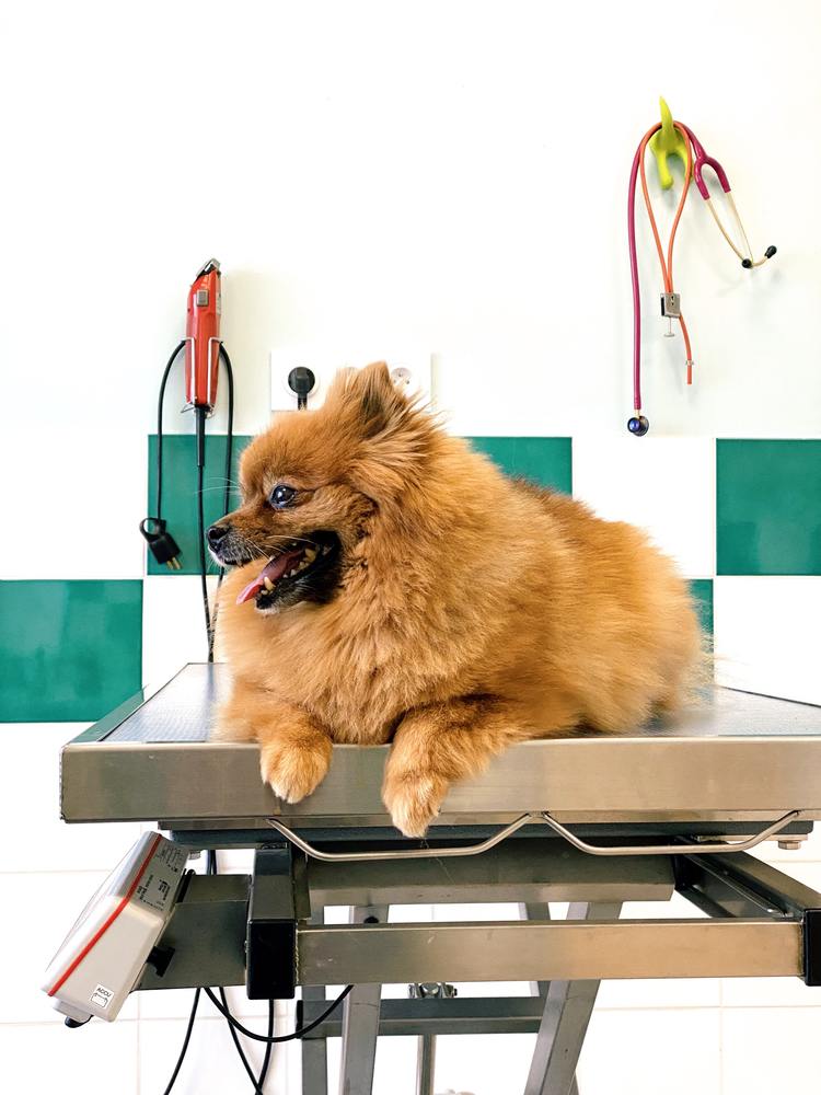 What Services Does a Veterinary Dentist Provide for Your Pet?