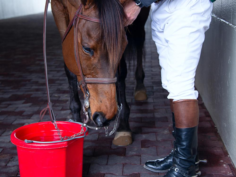 What Does a Vet Equine-Purchase Exam Entail for Your Racehorse?