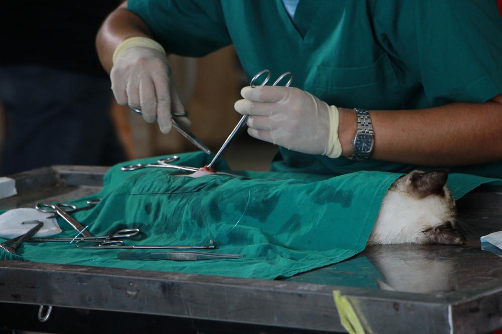 Veterinary Surgery: When Is Surgery the Right Option for Your Pet?